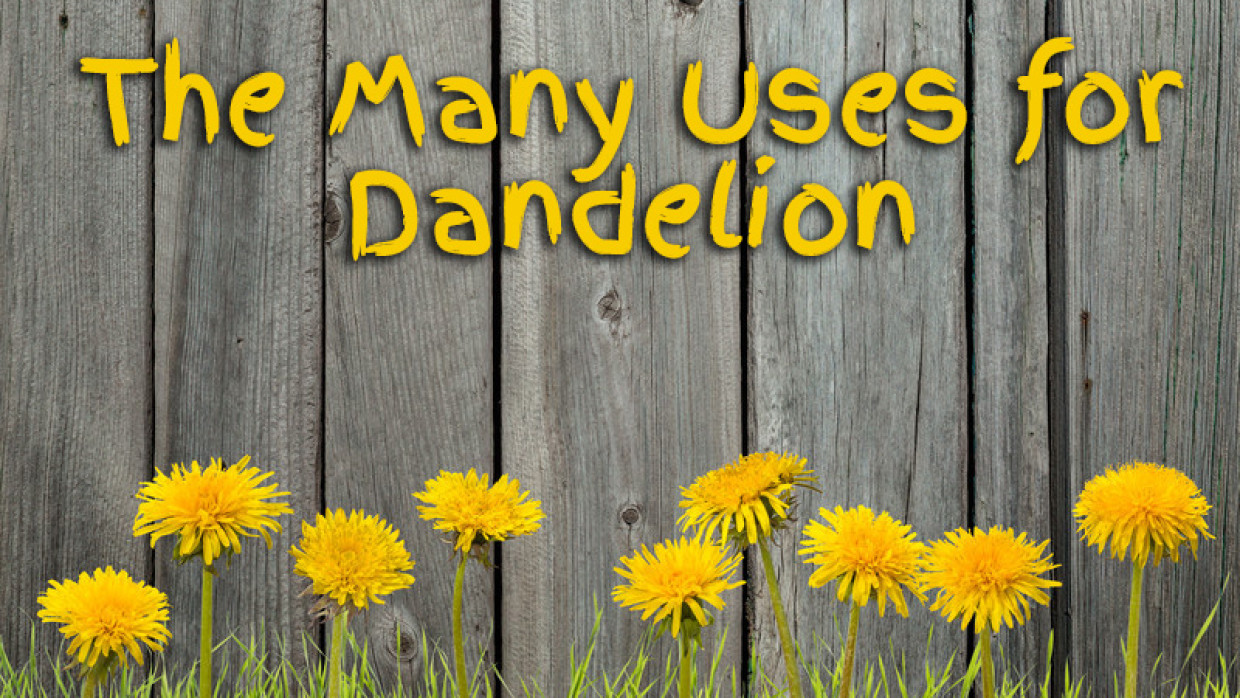 The Many Uses for Dandelion