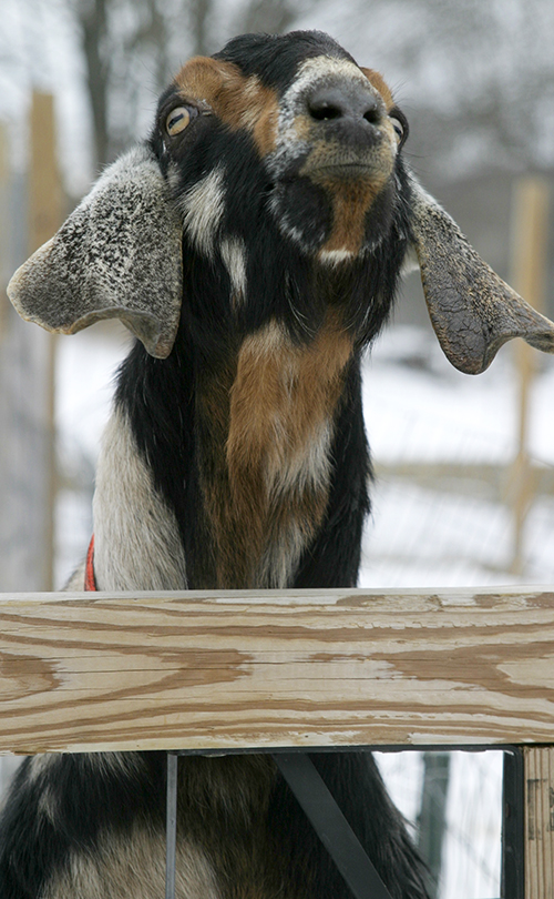 Nubian Goat Buck Loudon,NH
