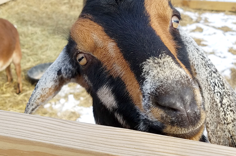 Nubian Goat farm Loudon, NH