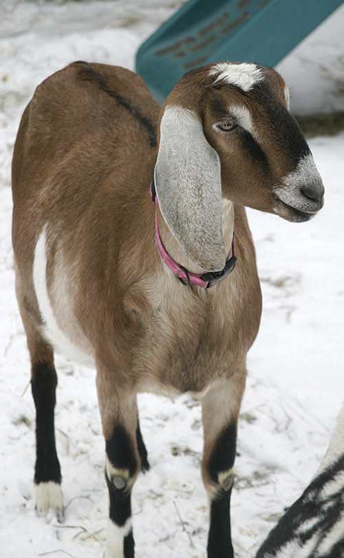 Nubian Goat Doe, LOUDON, NH