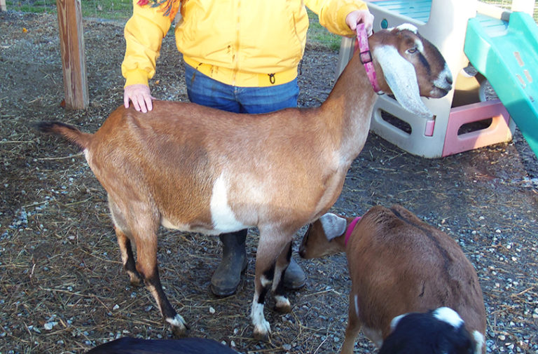 Nubian goat in NH