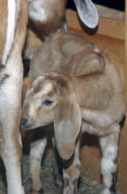 Baby Nubian Goat For sale in NH