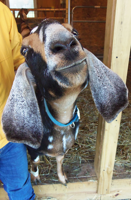 Nubian baby goat, For sale in NH