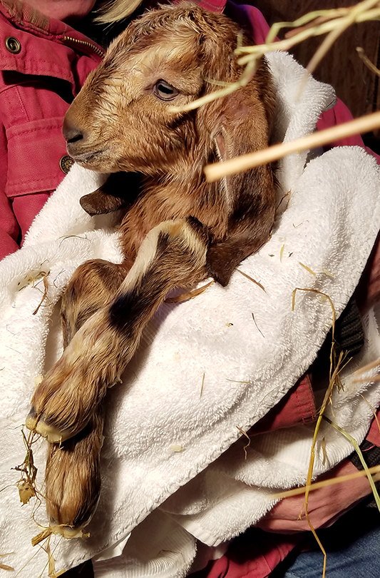 Laura, baby Nubian goat Loudon, NH