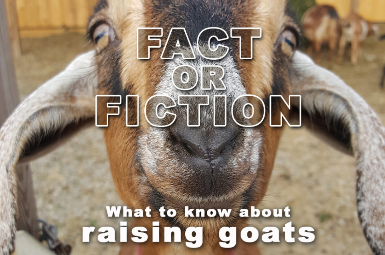 Fact or Fiction – What to know about raising goats.