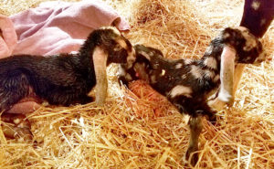 baby nubian goats in nh