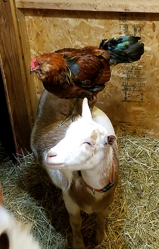 goats and roosters