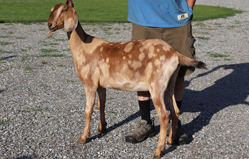 Laurel Nubian Goat, Loudon ,NH