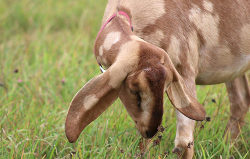 Laurel Nubian Goat, Loudon ,NH