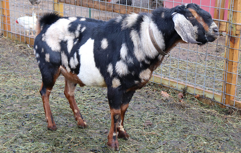 Sammie Nubian goat Nov 2019