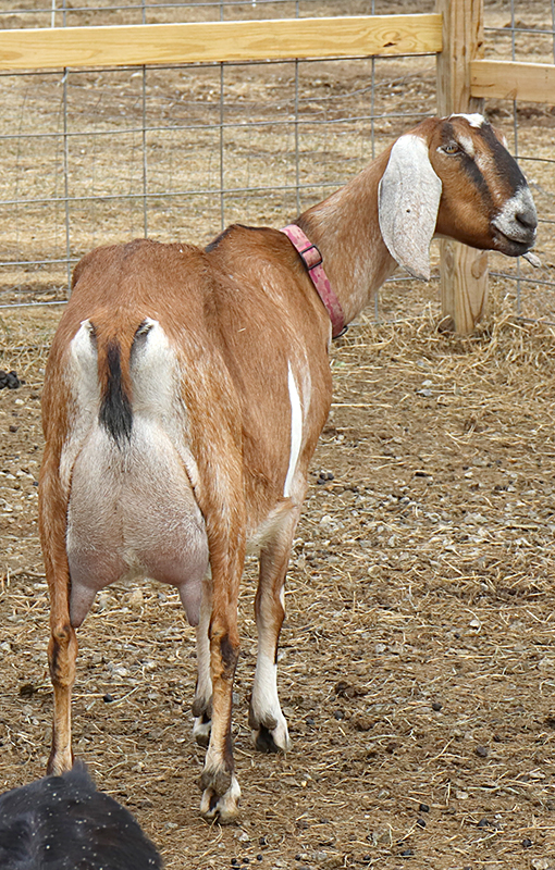 Sunny Nubian goat in Loudon, NH
