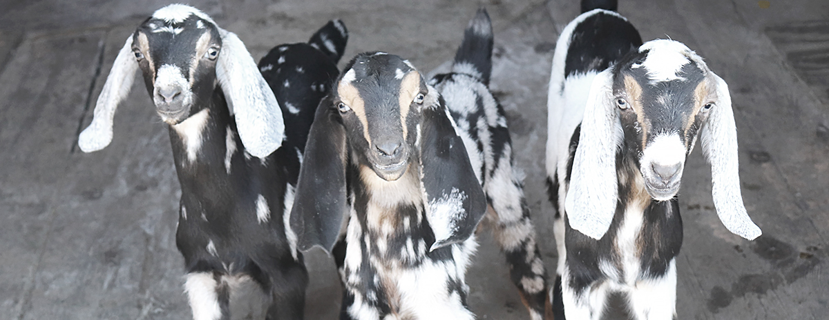 Baby Nubian Goats for Sale in NH