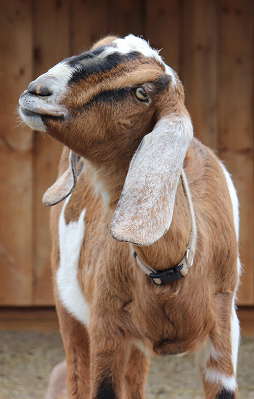Baby Nubian Goats for Sale in Loudon, NH