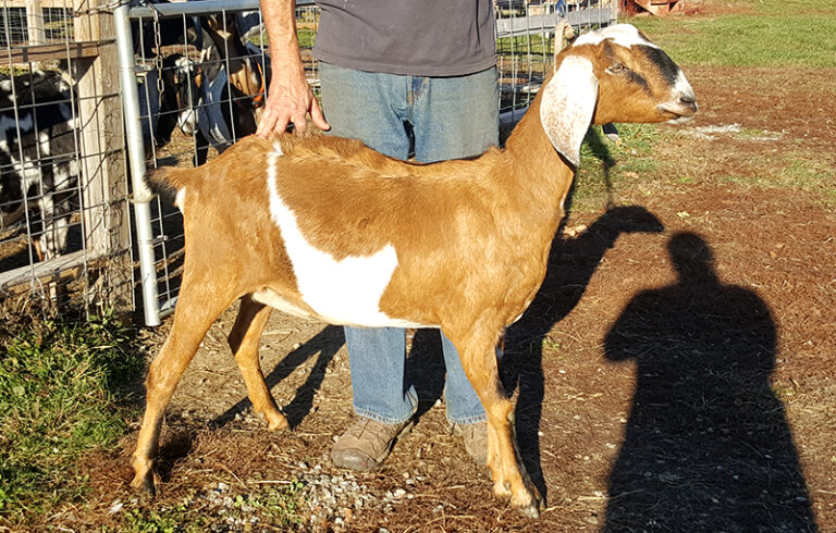 Baby Nubian Goats for Sale in Loudon, NH