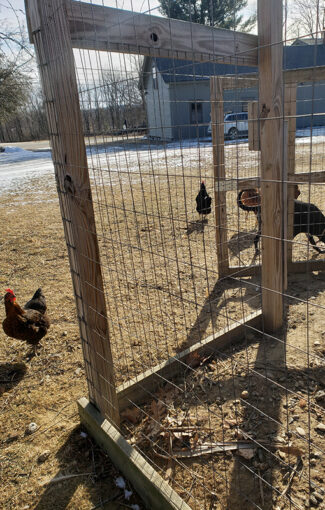 Chicken fencing