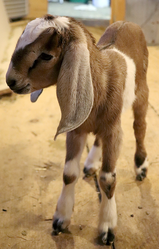 Baby Goat Buckling