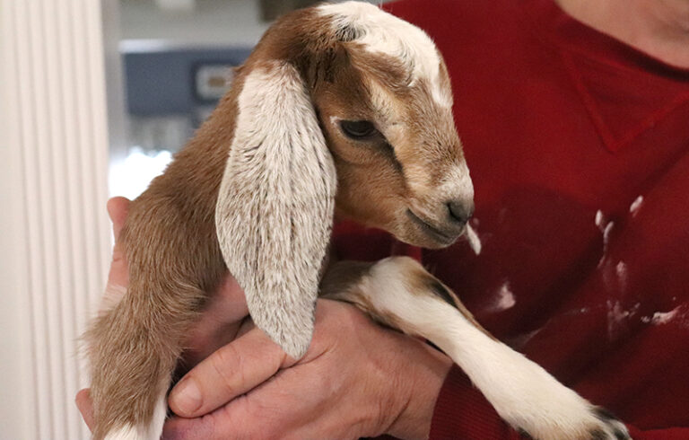 Baby Goat Doeling