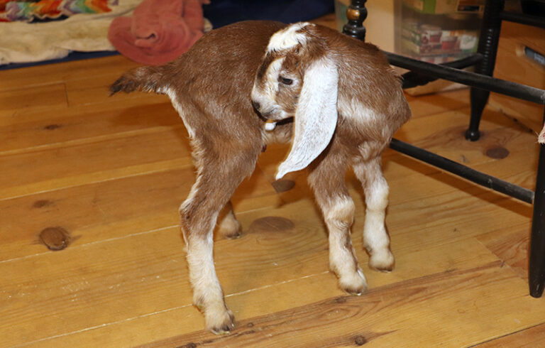 Baby Goat Doeling