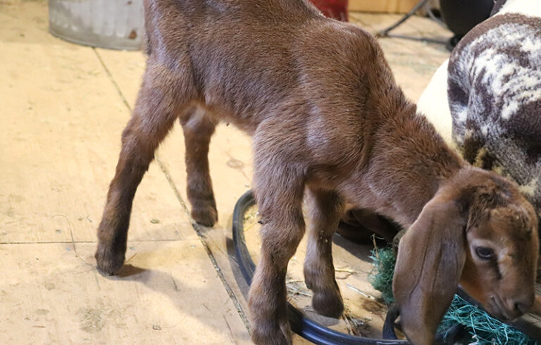 Baby Goat Buckling