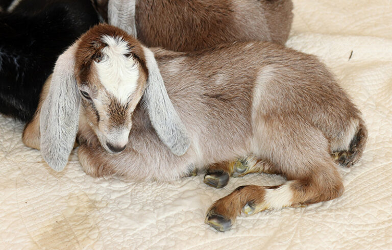 Baby Nubian Goat, Doeling, NH
