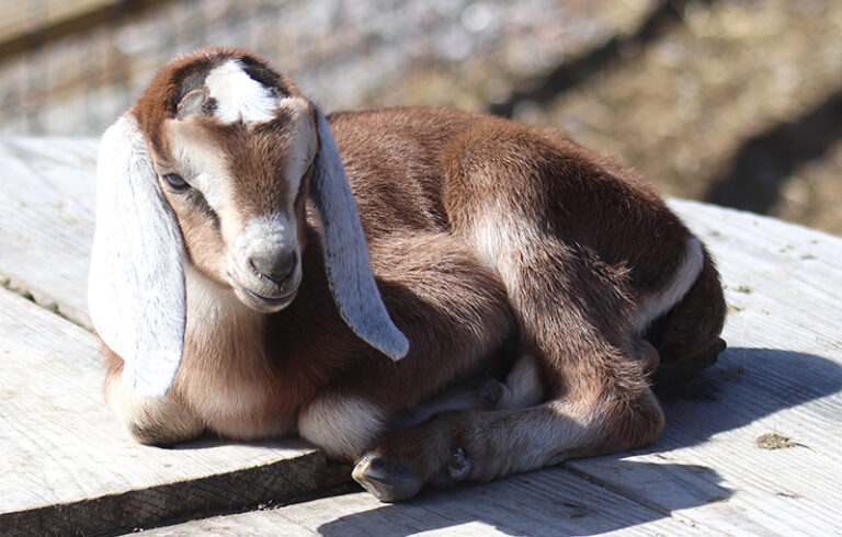 Baby Nubian Goat, Doeling, NH