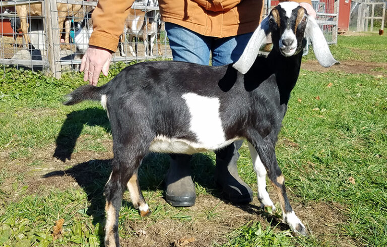 Nubian Goat Doe for sale in NH