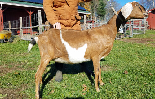 Nubian Goat Doe for sale in NH