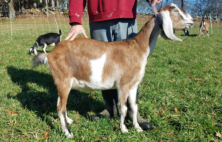 Nubian goat doeling in Loudon, NH
