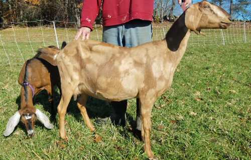 Nubian goat doeling in Loudon, NH