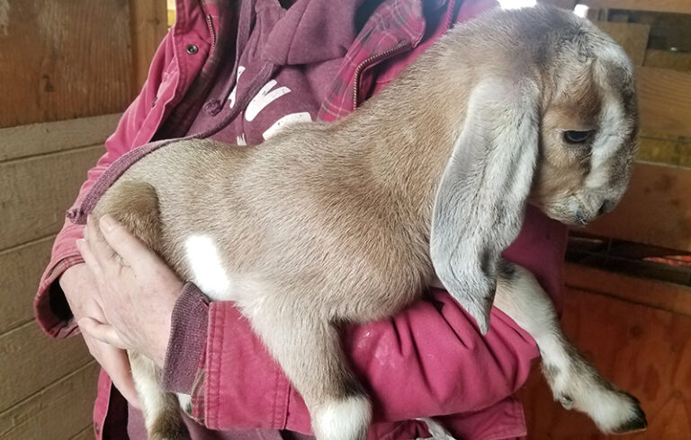 baby goat for sale in NH