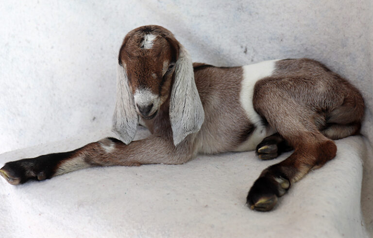 baby goats for sale in NH