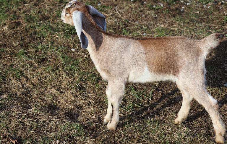 Baby Nubian Goat for sale in NH