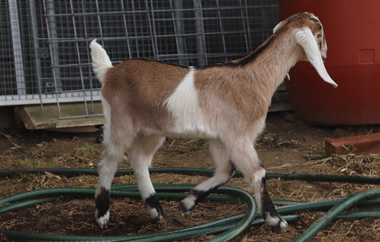 Baby Nubian Goat for sale in NH