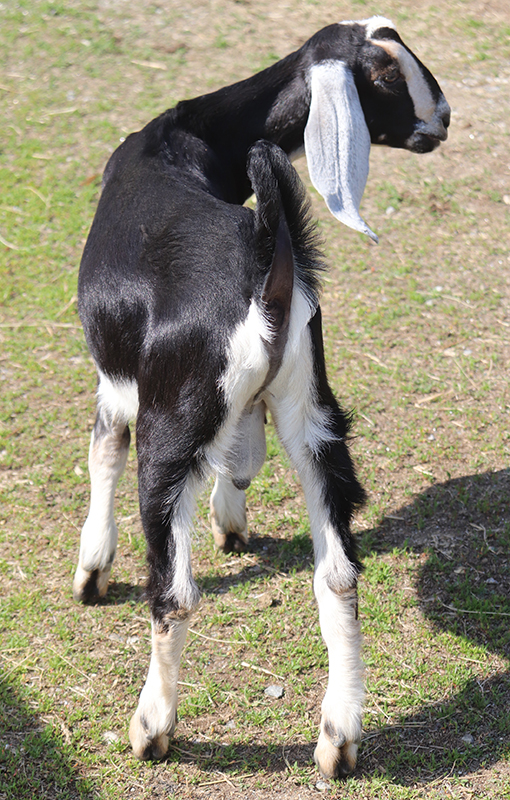 Baby goats for sale in NH