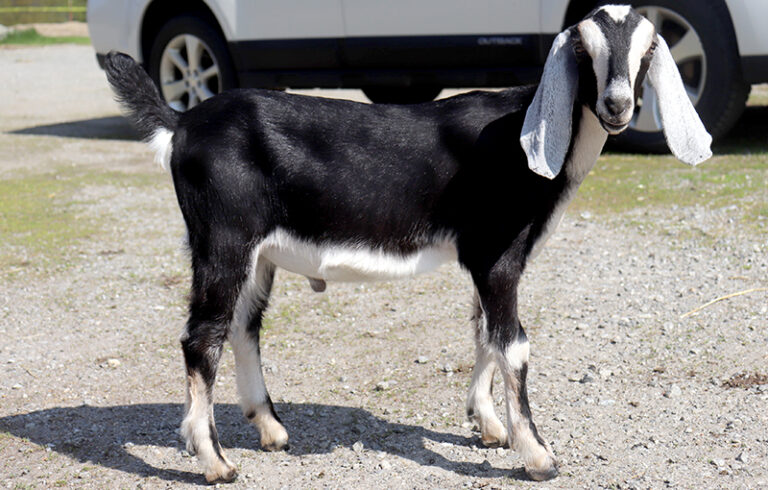 Baby goats for sale in NH