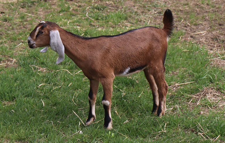 Baby Nubian goat Doe for sale in NH