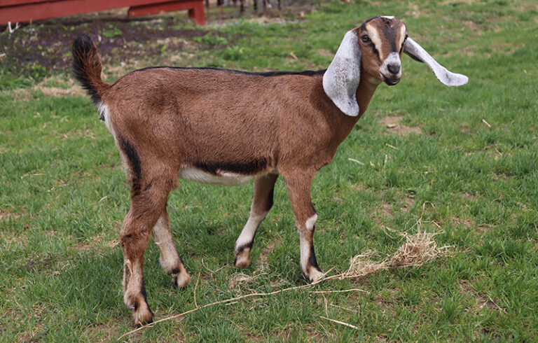 Baby Nubian goat Doe for sale in NH