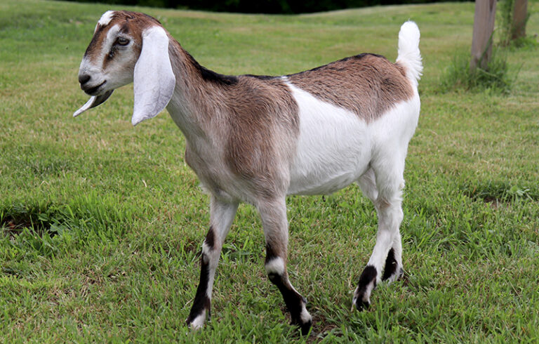 Baby goat for sale in NH