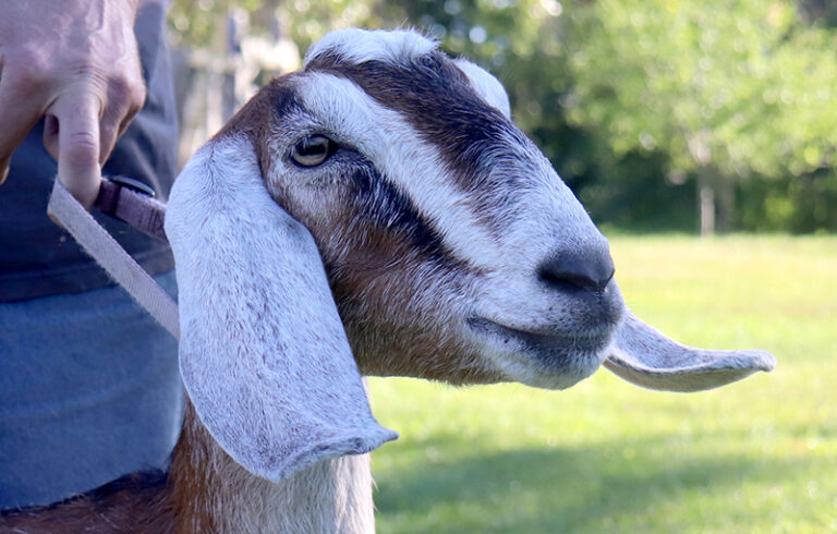Nubian Goats for sale in NH