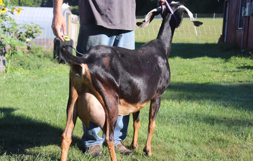Nubian Goats for sale in NH