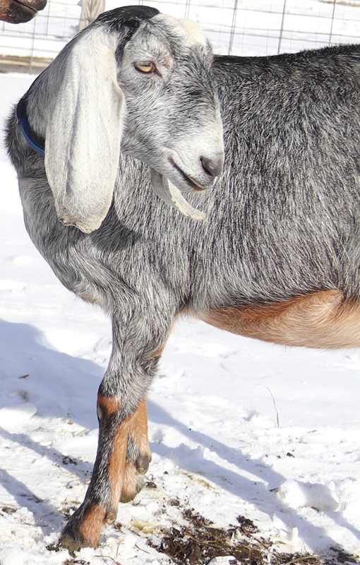 Nubian Goat Doe, baby goats for sale in NH