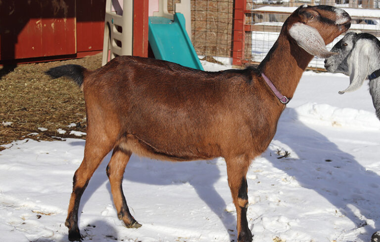 Nubian Goat Doe, baby goats for sale in NH