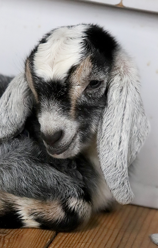 baby goats for sale in NH