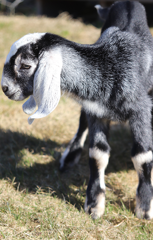Nubian Baby Buckling for sale in NH