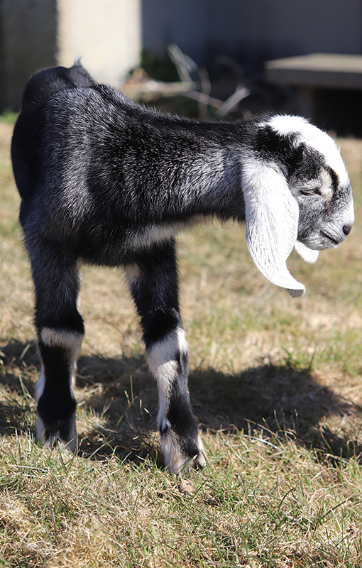 Nubian Baby Buckling for sale in NH