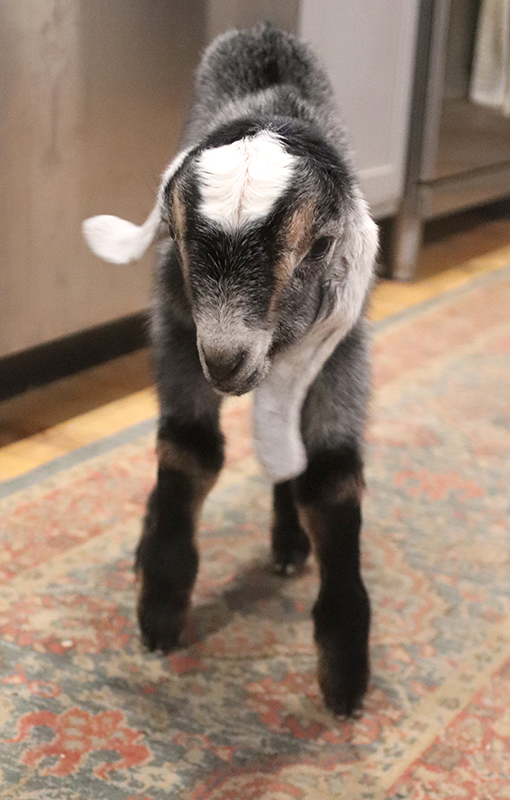 Baby Buckling Goat for Sale In NH