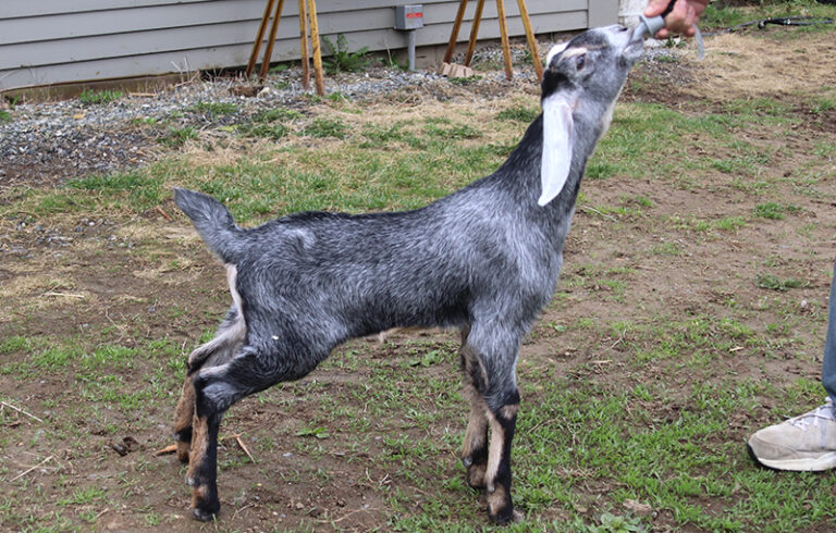 Baby Nubian Goat for sale