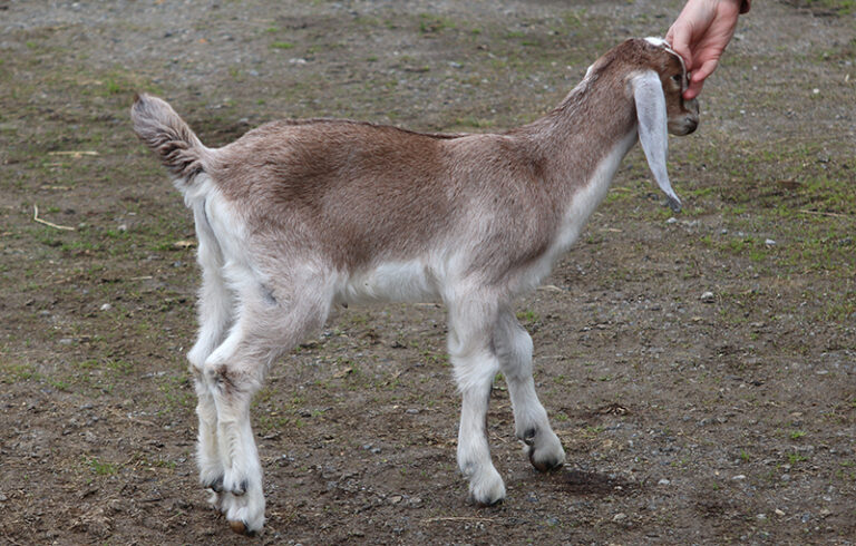 Baby Nubian Goat for sale