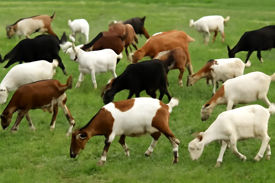 cdt vaccination for goats 4