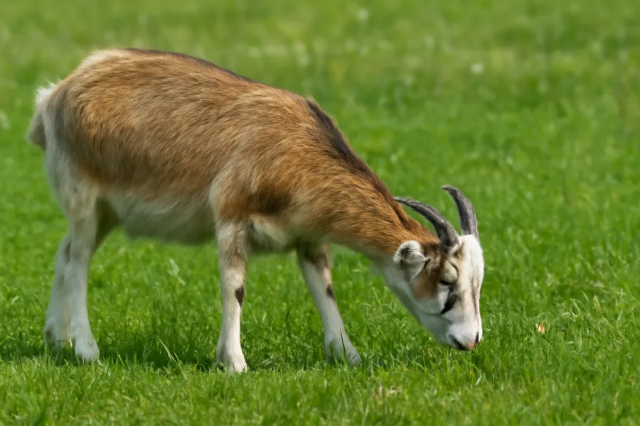 goat food 2